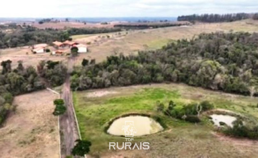 Haras formado na região de Tatui-SP.