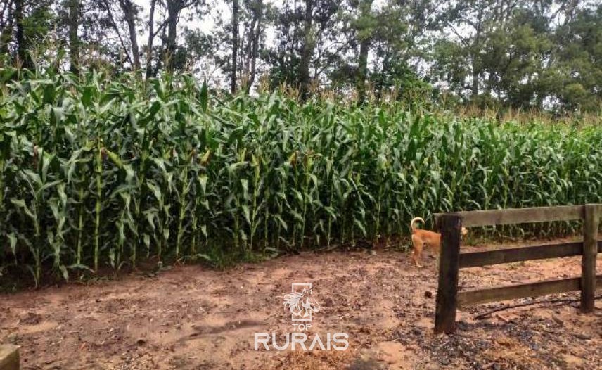 Fazenda à venda na região de Itapetininga.