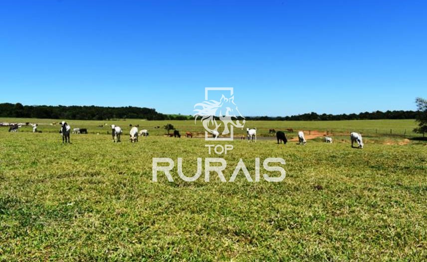 Fazenda à venda com 58 alqueires na região de Tietê-SP.