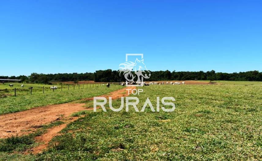 Fazenda à venda com 58 alqueires na região de Tietê-SP.
