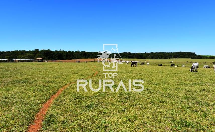 Fazenda à venda com 58 alqueires na região de Tietê-SP.