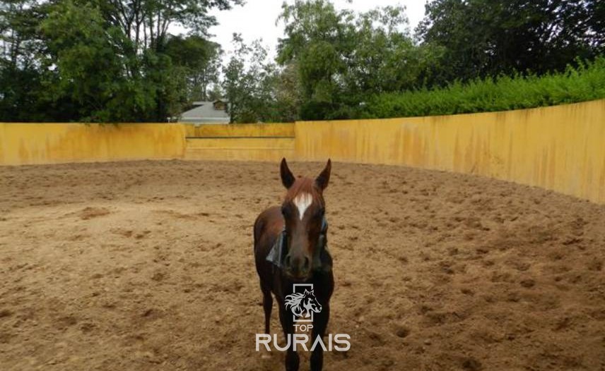 Haras formado à venda em Boituva-SP.