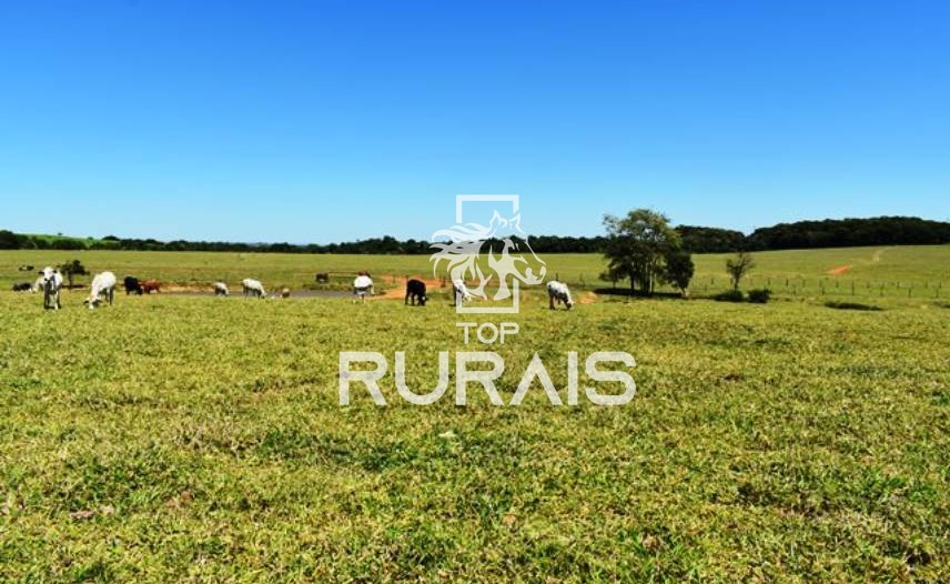 Fazenda à venda com 58 alqueires na região de Tietê-SP.
