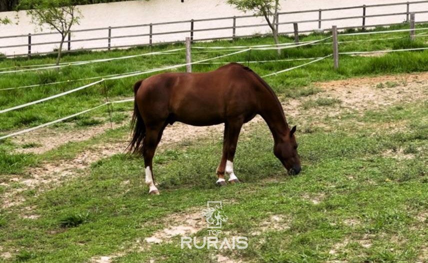 Haras perfeito à venda em condomínio. Porto Feliz-SP.