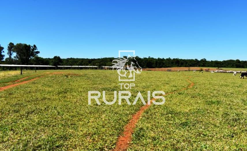 Fazenda à venda com 58 alqueires na região de Tietê-SP.