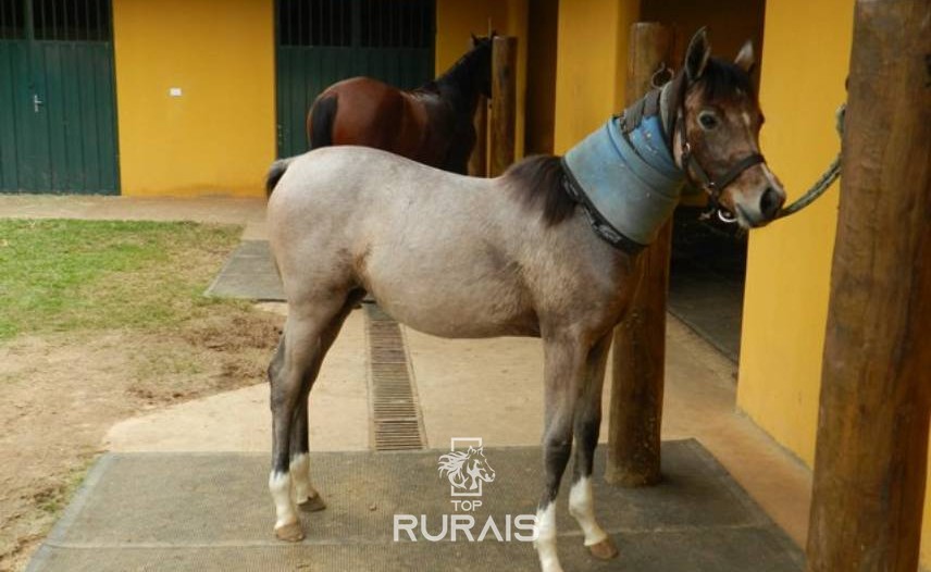 Haras formado à venda em Boituva-SP.